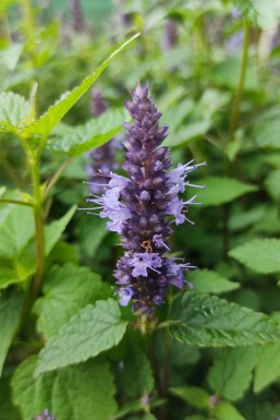 Dropplant Agastache rugosa 'Little Adder' 5-10 pot P9 Agastache rugosa 'Little Adder'