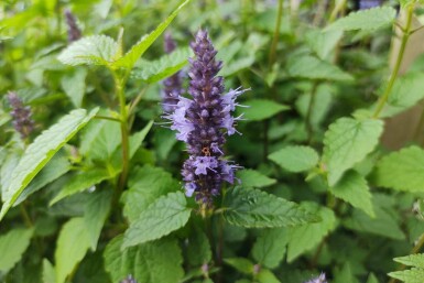 Dropplant Agastache rugosa 'Little Adder' 5-10 pot P9 Agastache rugosa 'Little Adder'