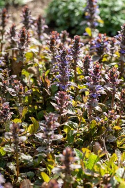Kruipend zenegroen Ajuga reptans 'Braunherz' 5-10 pot P9 Ajuga reptans 'Braunherz'