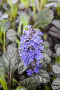 Kruipend zenegroen Ajuga reptans 'Braunherz' 5-10 pot P9 Ajuga reptans 'Braunherz'