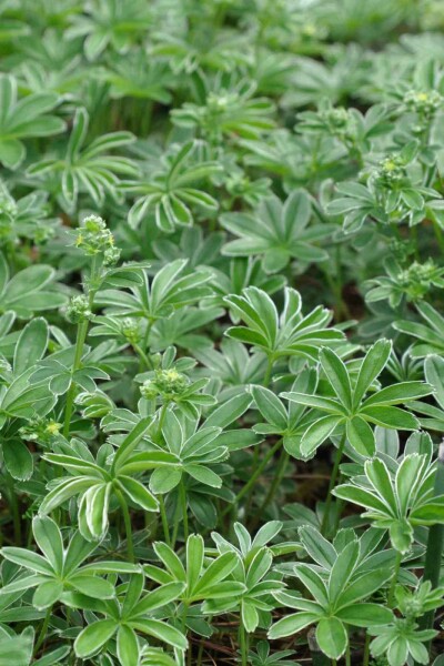 Alchemilla alpina