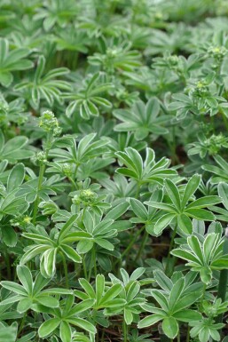 Alchemilla alpina