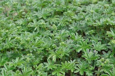 Alchemilla alpina