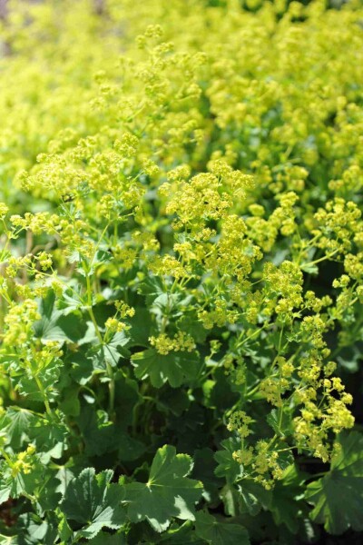 Vrouwenmantel Alchemilla epipsila 5-10 pot P9 Alchemilla epipsila