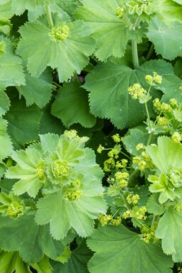 Vrouwenmantel Alchemilla vulgaris 5-10 pot P9 Alchemilla vulgaris