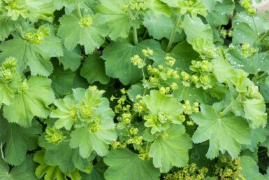 Vrouwenmantel Alchemilla vulgaris 5-10 pot P9 Alchemilla vulgaris