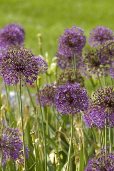 Allium giganteum