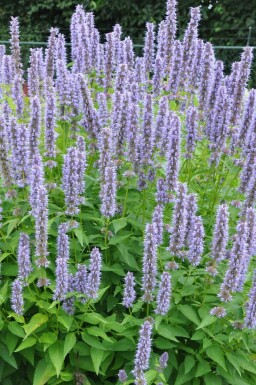 Dropplant Agastache 'Blue Fortune' Pot Agastache 'Blue Fortune'