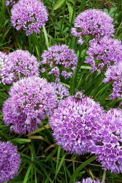 Look Allium senescens 'Millenium' 5-10 pot P9 Allium senescens 'Millenium'