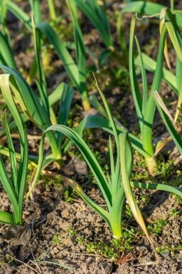 Allium sativum
