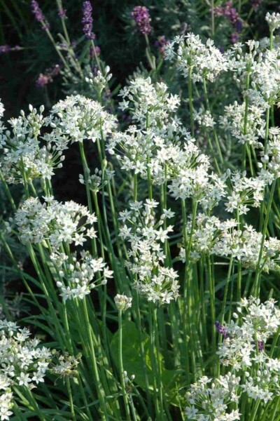 Allium tuberosum