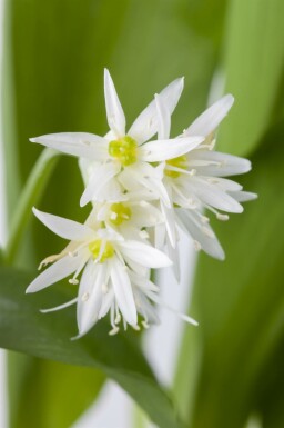 Daslook Allium ursinum 5-10 pot P9 Allium ursinum