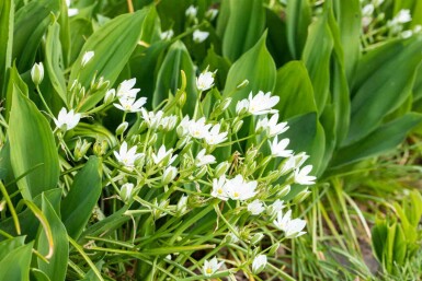 Allium ursinum