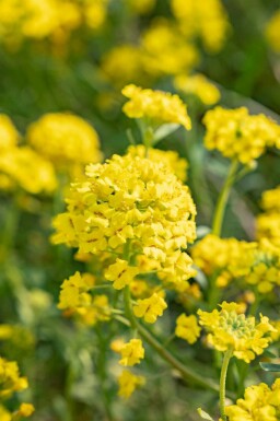 Schildzaad Alyssum montanum 5-10 pot P9 Alyssum montanum