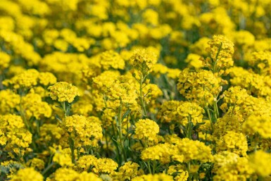Schildzaad Alyssum montanum 5-10 pot P9 Alyssum montanum