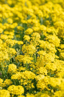 Schildzaad Alyssum montanum 5-10 pot P9 Alyssum montanum