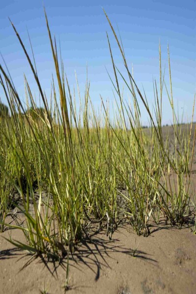 Ammophila arenaria