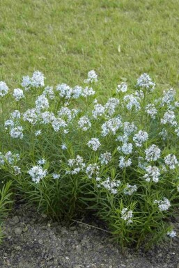 Blauwe Ster Amsonia hubrichtii 5-10 pot P9 Amsonia hubrichtii
