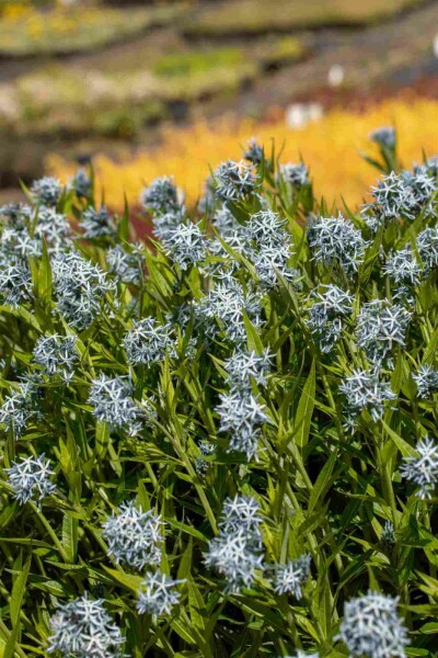 Amsonia tabernaemontana