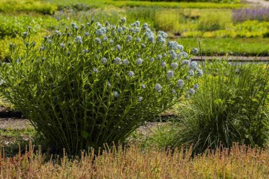 Amsonia tabernaemontana