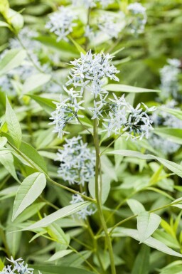 Amsonia tabernaemontana