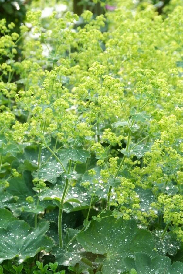 Alchemilla mollis Alchemilla mollis