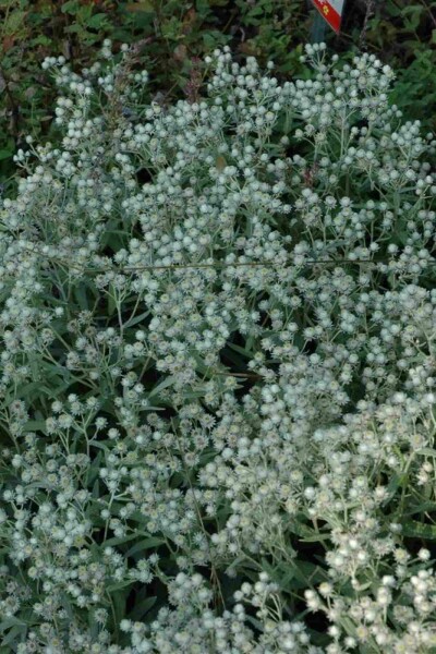 Zilverblad Anaphalis triplinervis 'Sommerschnee' 5-10 pot P9 Anaphalis triplinervis 'Sommerschnee'