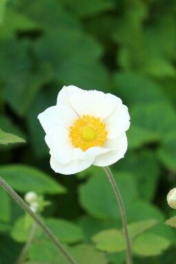 Anemone japonica 'Andrea Atkinson'