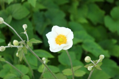 Anemone japonica 'Andrea Atkinson'