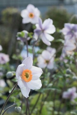 Herfstanemoon Anemone 'Elfin Swan' 5-10 pot P9 Anemone 'Elfin Swan'
