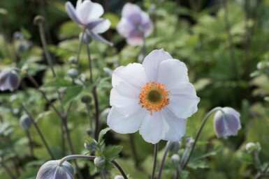 Herfstanemoon Anemone 'Elfin Swan' 5-10 pot P9 Anemone 'Elfin Swan'