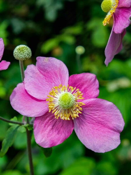 Anemone hupehensis 'Hadspen Abundance'