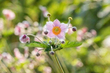 Anemone hupehensis