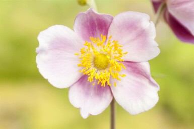 Anemone hupehensis