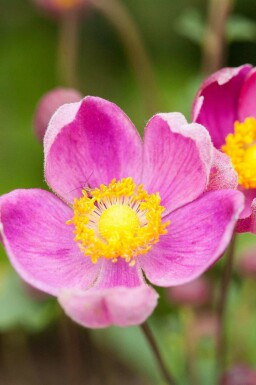 Herfstanemoon Anemone hupehensis 'Praecox' 5-10 pot P9 Anemone hupehensis 'Praecox'