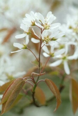 Amelanchier × lamarckii C3,5 50-60