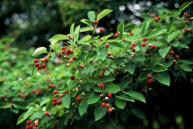 Amelanchier × lamarckii C3,5 50-60