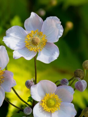 Anemoon Anemone japonica 'Richard Ahrens' 5-10 pot P9 Anemone japonica 'Richard Ahrens'