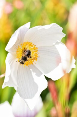 Anemone japonica 'Wild Swan'