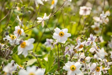 Anemone japonica 'Wild Swan'