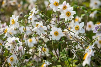 Anemone japonica 'Wild Swan'