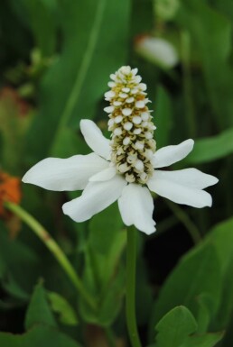 Valse moerasanemoon Anemopsis californica 5-10 pot P9 Anemopsis californica