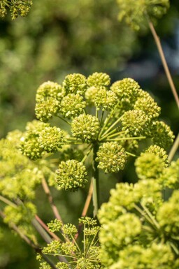 Engelwortel Angelica archangelica 5-10 pot P9 Angelica archangelica