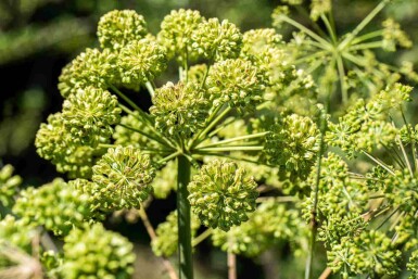 Engelwortel Angelica archangelica 5-10 pot P9 Angelica archangelica