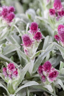 Kattenpootje Antennaria dioica 5-10 pot P9 Antennaria dioica