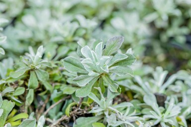 Kattenpootje Antennaria dioica 5-10 pot P9 Antennaria dioica