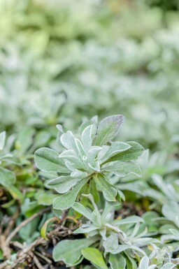 Antennaria dioica
