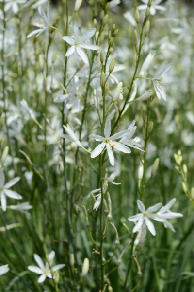 Anthericum liliago