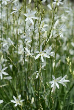 Zwitserse graslelie Anthericum liliago 5-10 pot P9 Anthericum liliago