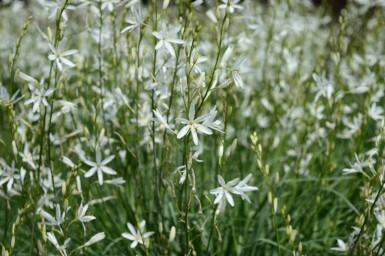 Zwitserse graslelie Anthericum liliago 5-10 pot P9 Anthericum liliago